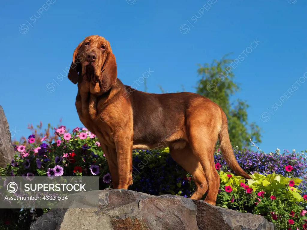 Bloodhound, AKC, 10-month-old 'Stryker' photographed in Fairbanks, Alaska and owned by Vikki Harmon of North Pole, Alaska.