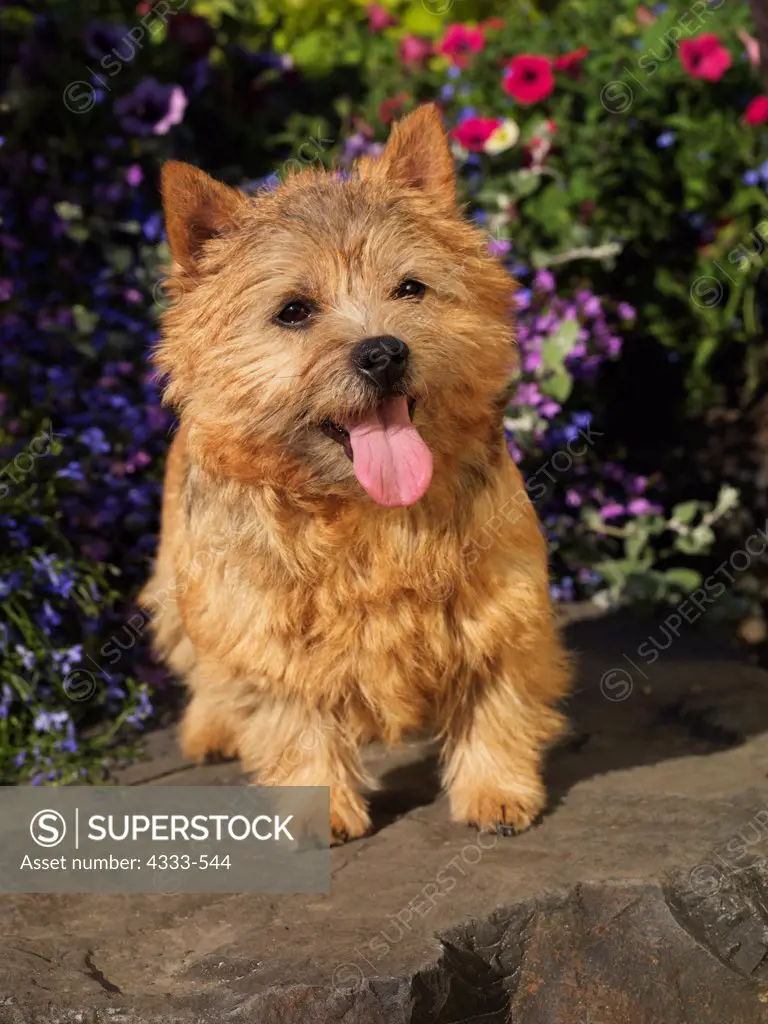 Norwich Terrier, AKC, 1-year-old 'Candy' photographed in Fairbanks, Alaska and owned by Leslie Batchelder of Kasiof, Alaska.