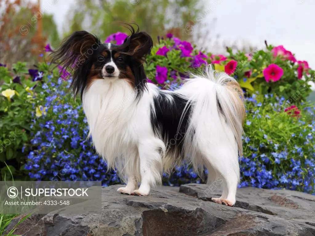 Papillon,  AKC, 1 1/2-year-old 'Paco' photographed  in Fairbanks, Alaska and owned by Neil Koeniger of Anchorage, Alaska.