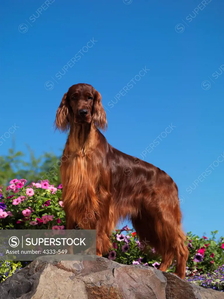 Irish Setter, AKC, 2 1/2 -year-old  'Hefner' photographed in Fairbanks, Alaska and owned by Kathy Seube of Anchorage, Alaska.