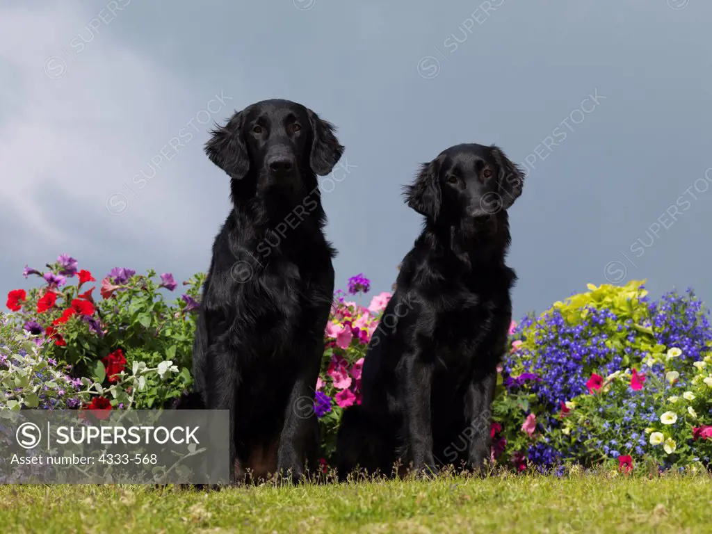 Flat-Coated Retrievers, AKC, 8-month-olds puppies 'Twist' and 'Switch'  photographed in Anchorage, Alaska and owned by Deb Brown of Eagle River, Alaska and Lori Kunz of Fairbanks, Alaska.