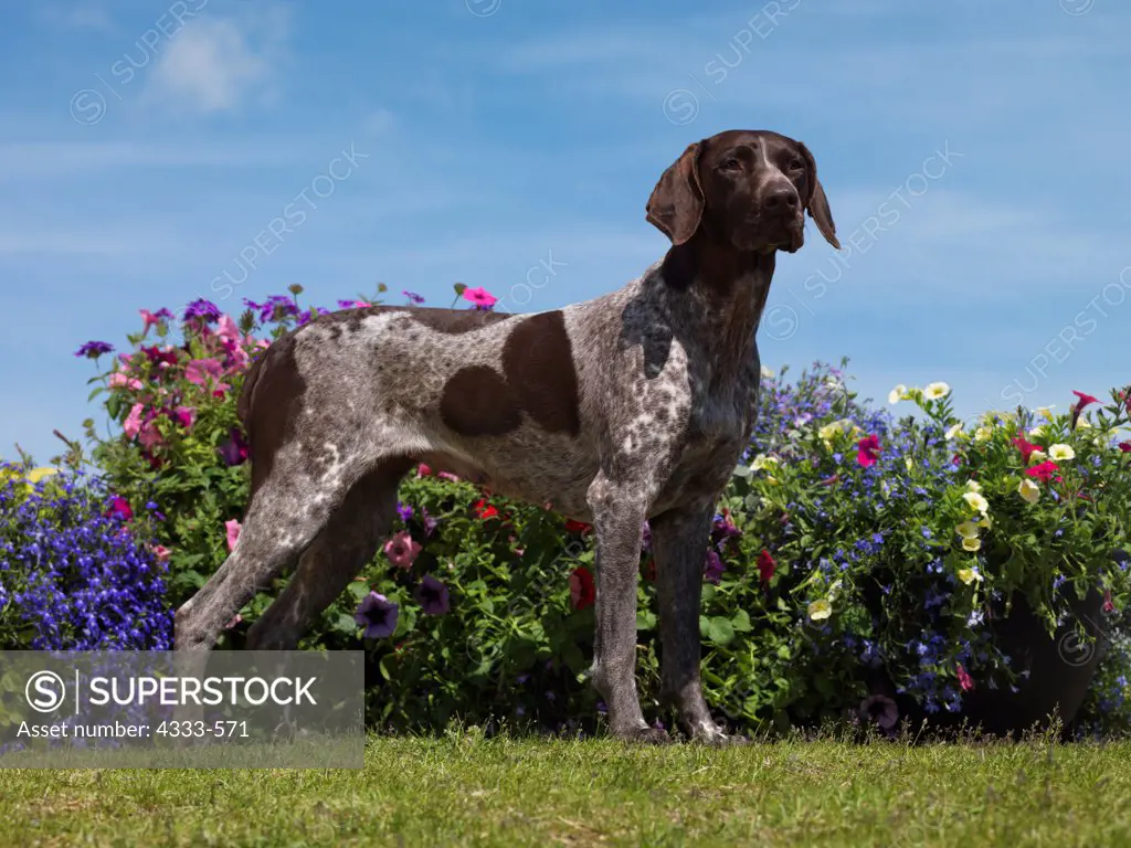 German Shorthaired Pointer, AKC, 4-year-old 'Dory' photographed in Anchorage, Alaska and owned by Cheryl Disotelle of Anchorage, Alaska.