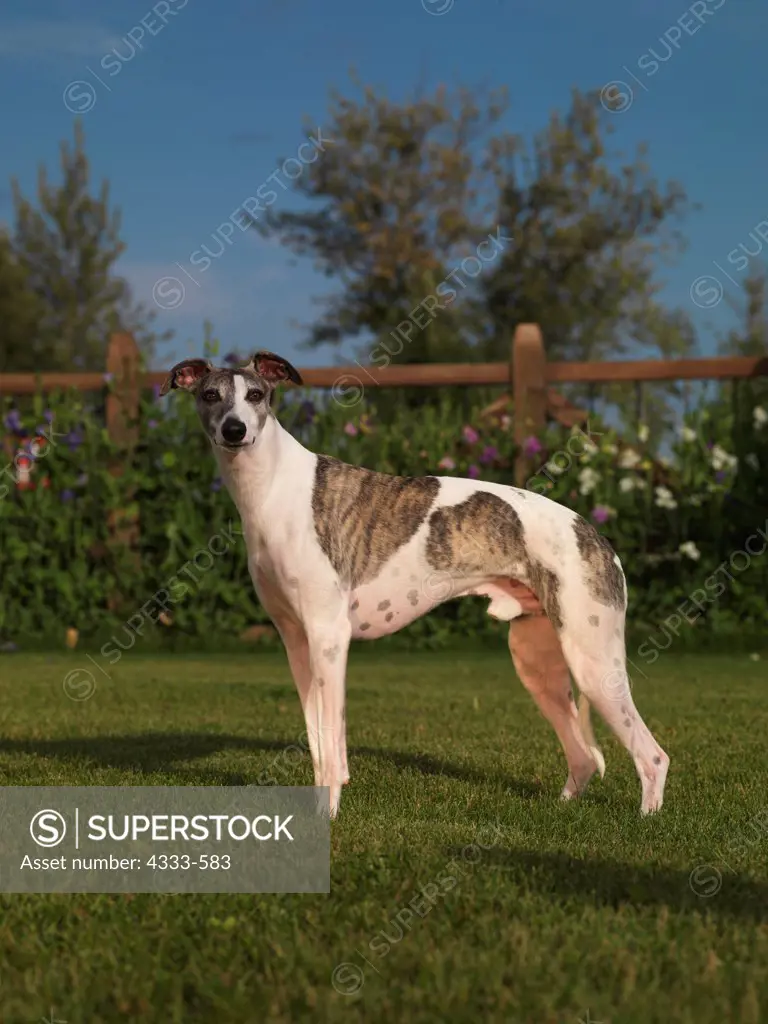 Whippet, AKC, 2 1/2-year-old  'Solo' photographed in Palmer, Alaska and owned by Nancy Schramm of Wasilla, Alaska.