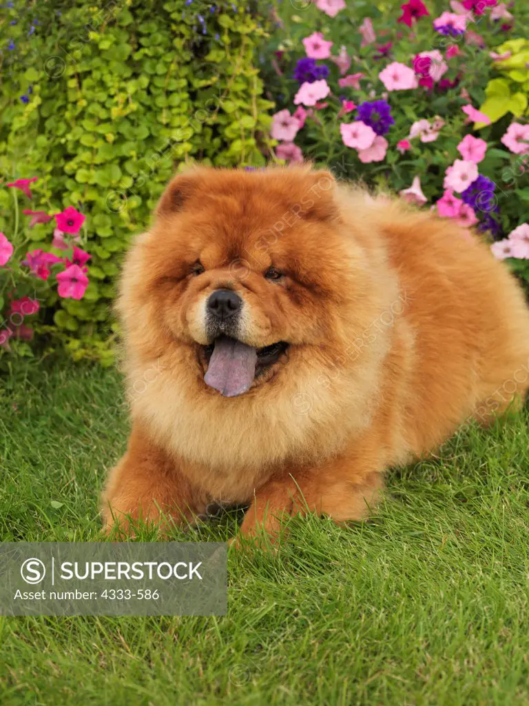 Chow Chow, AKC, 6 1/2-year-old 'Zeus' photographed in Fairbanks, Alaska and owned by Talisha Desjarlais of Anchorage, Alaska.