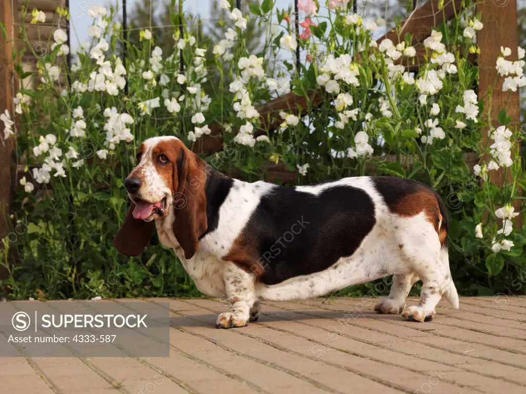 Basset Hound, 4-year-old 'Sweeetpea' photographed in Palmer, Alaska and owned by Ellen Johnson of Healdsburg, California.