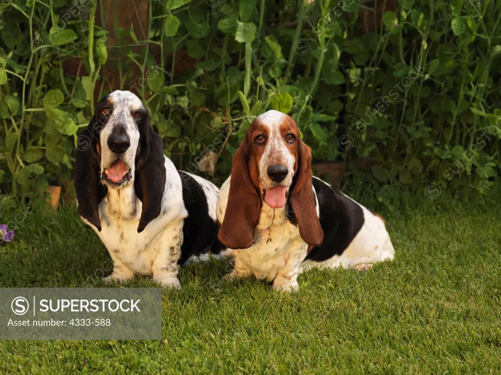 Basset Hounds, AKC, 4-year-old 'Sweetpea' and 7 1/2-year-old 'Expo' photographed in Palmer, Alaska and owned by Ellen Johnson of Healdsburg, California and Barbara Brandt of Anchorage, Alaska.