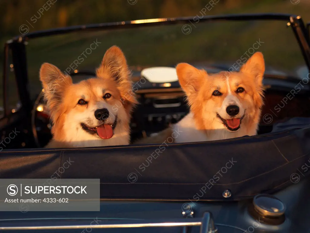 Pembroke Welsh Corgis, AKC, 5-year-old 'Mandy' and 5-year-old 'Max' ready to take a ride in Gregg Upton's Austin Healey sports car, photographed in Wasilla, Alaska and owned by Judy and Gregg Upton of Wasilla, Alaska.