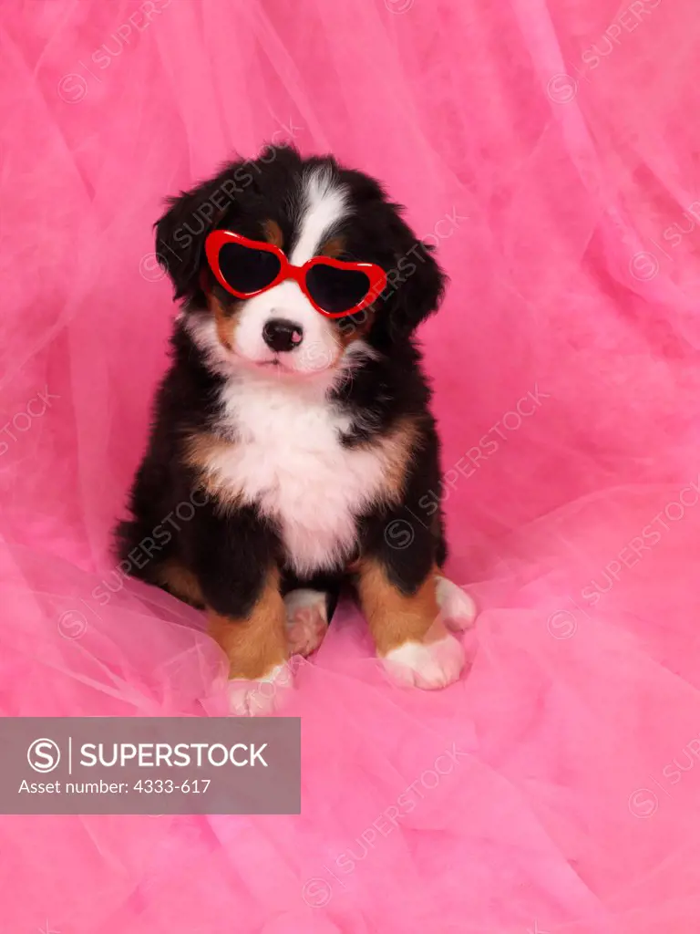 Bernese Mountain Dog, AKC, 7-week-old puppy photographed at Randi's studio and owned by Tracy Corneliussen of Wasilla, Alaska.