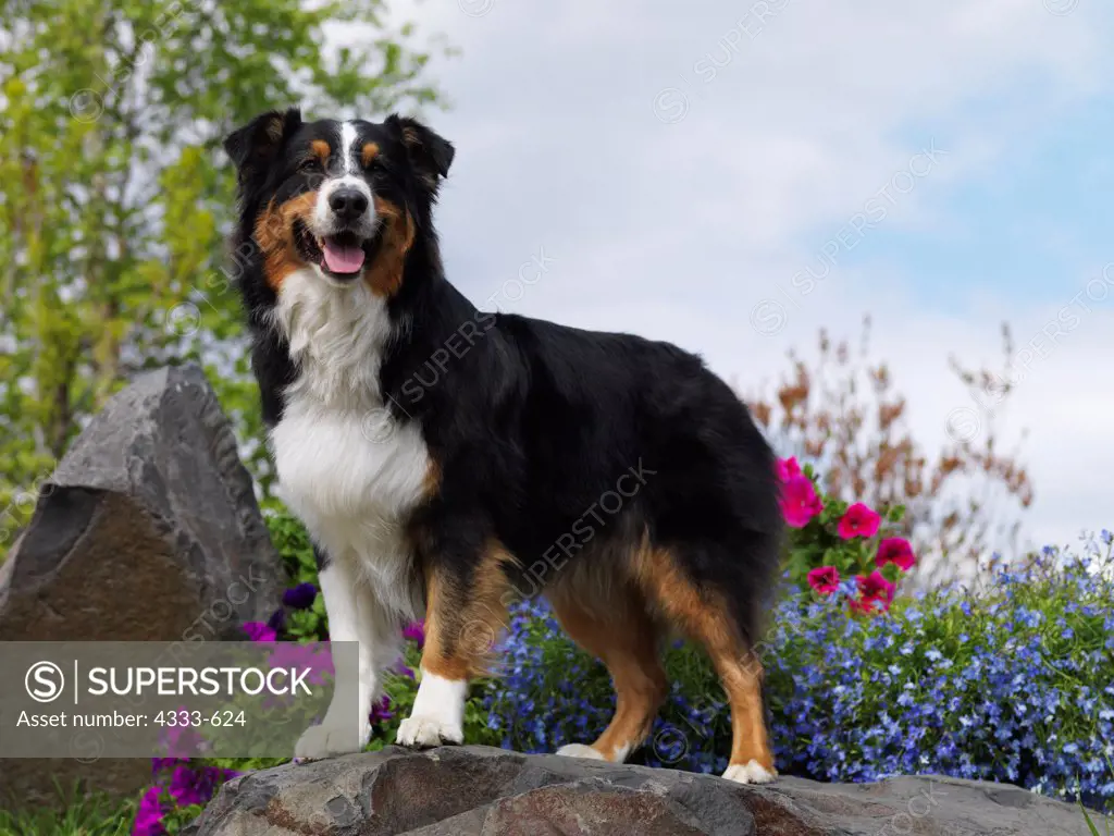 Australian Shepherd, AKC, 3 1/2-year-old Service Dog 'Hatch' photographed in Fairbanks, Alaska and owned by Mike & Diana Higgs and Jessica Gilbert of Juneau, Alaska.