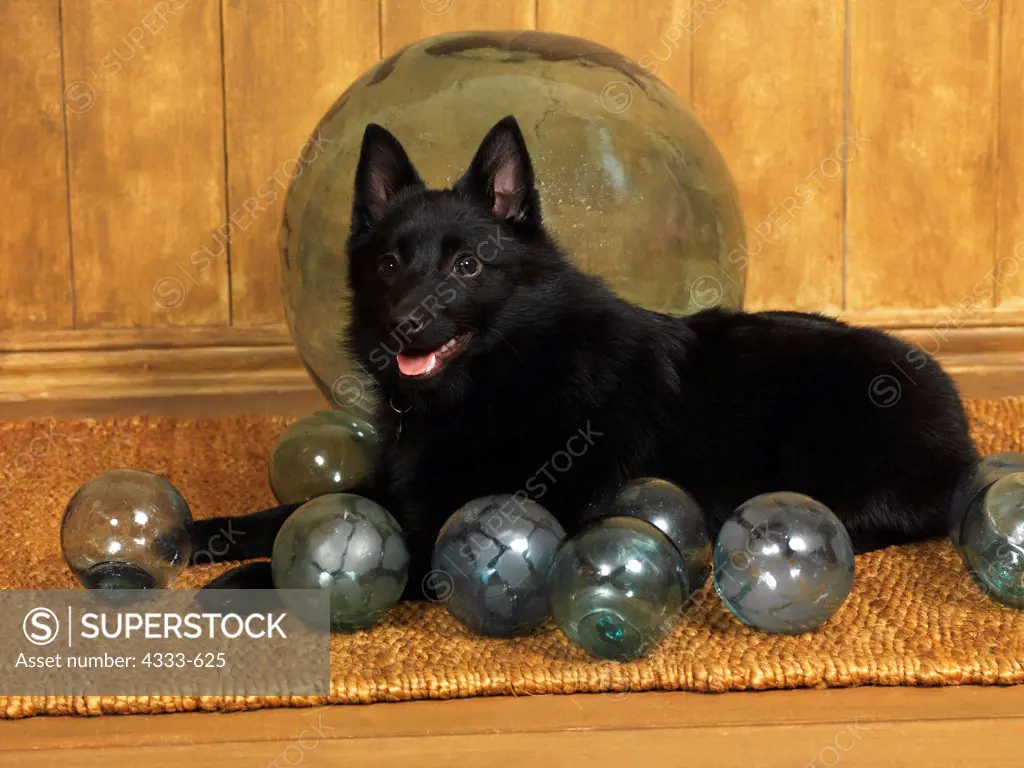 Schipperke, AKC, 6-month-old puppy photographed at Randi's Dog Studio and owned by Kathy Lytle of Anchorage, Alaska.