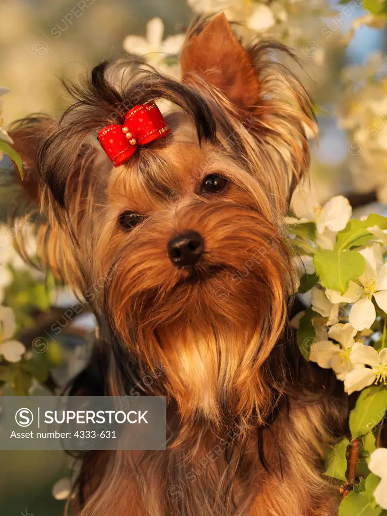 Yorkshire Terrier, AKC, 7-month-old puppy 'Amy' photographed in Fairbanks, Alaska and owned by Mary and John Mellinger of Belton, Missouri.