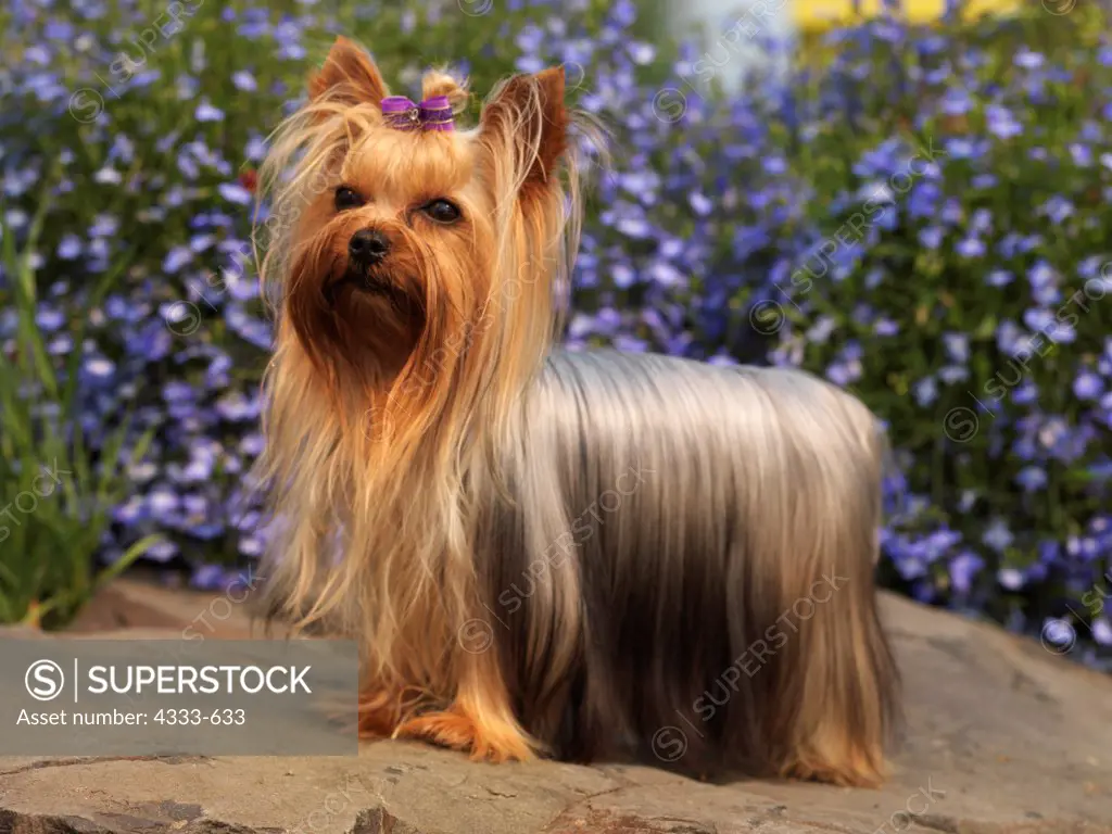 Yorkshire Terrier, AKC, 1 1/2-year-old 'Cami' photographed in Fairbanks, Alaska and owned by Mary and John Mellinger of Belton, Missouri.