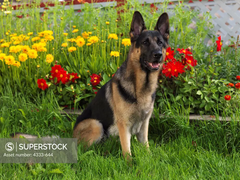 German Shepherd Dog, AKC, 3-year-old 'Bear' photographed in Palmer, Alaska and owned by Sharon White of Anchorage, Alaska.