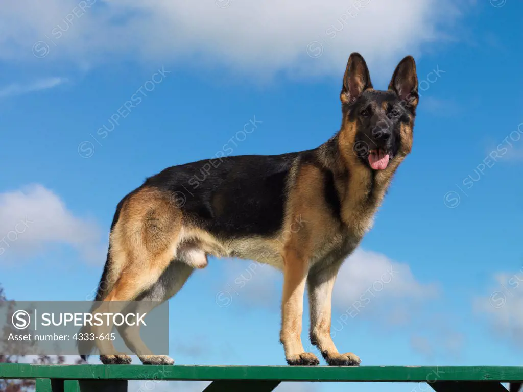 German Shepherd Dog, AKC, 3-year-old 'Bear' photographed in Palmer, Alaska and owned by Sharon White of Anchorage, Alaska.
