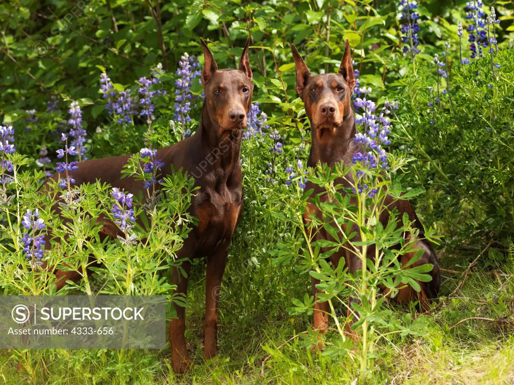 Doberman Pinschers, AKC, 4-year-old 'Nemo' and 2 1/2-old 'Dorey' photographed in Anchorage, Alaska and owned by Martha Logan of Hermosa Beach, California.