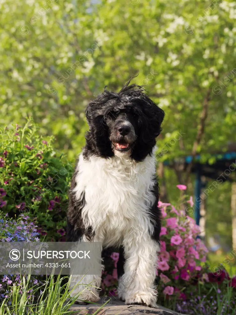 Portuguese Water Dog, AKC, 8-year-old 'Snork' photographed in Fairbanks, Alaska and owned by Gayle Troll of Gakona, Alaska.