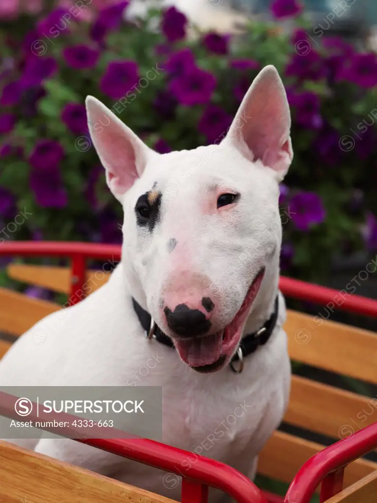Bull Terrier, AKC, 10-month-old puppy 'LuLu' photographed in Fairbanks, Alaska and owned by Betty Dahler of Anchorage, Alaska.