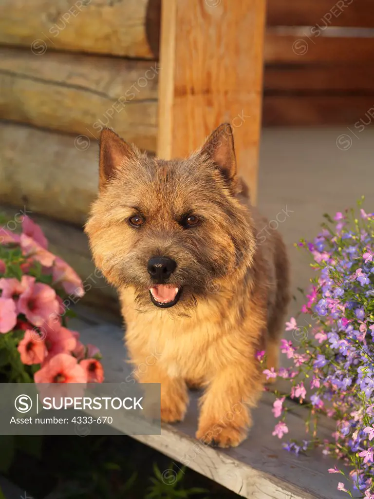 Norwich Terrier, AKC, 2-year-old 'Bigby' photographed in Fairbanks, Alaska and owned by Arlette Baldwin of Kenai, Alaska.