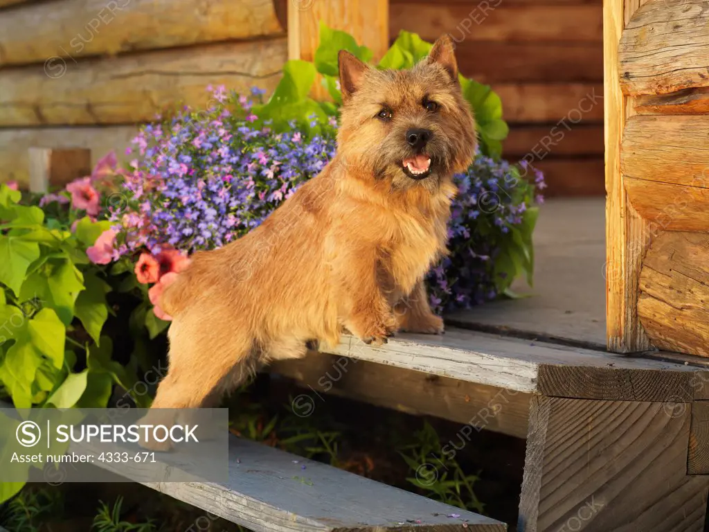 Norwich Terrier, AKC, 2-year-old 'Bigby' photographed in Fairbanks, Alaska and owned by Arlette Baldwin of Kenai, Alaska.