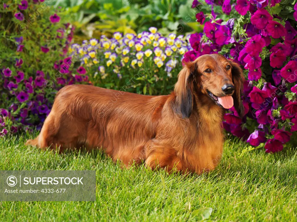 Long Haired Dachshund, Longhaired Dachshund, AKC, 5-year-old 'Bob' photographed in Palmer, Alaska and owned by Lori Kunz of Fairbanks, Alaska.