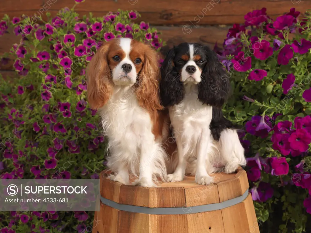 Cavalier King Charles Spaniels, AKC, 3-year-old 'Deci' and 1-year-old 'Huckleberry' photographed in Palmer, Alaska and owned by Ray and Leslie Hysom of Anchorage, Alaska.