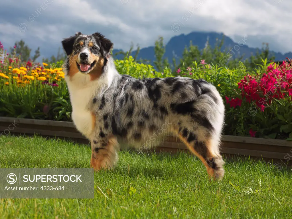 Australian Shepherd, AKC, 1-year-old 'Lily' photographed in Palmer, Alaska and owned by Rebekah Challans of Soldotna Alaska.