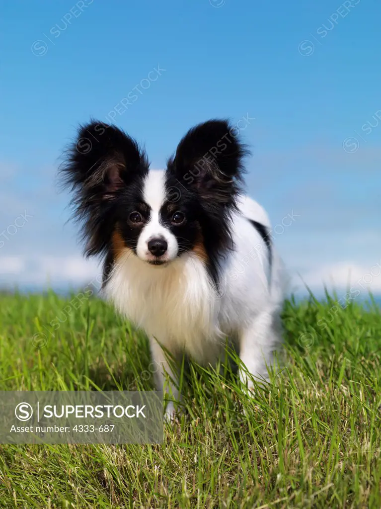 Papillon, AKC, 8-month-old 'Remy' photographed in Palmer, Alaska, and owned by Dan Hoffman of Anchorage, Alaska.