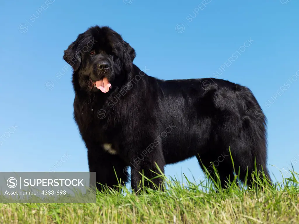 Newfoundland, AKC, 2-year-old 'Sophie' photographed in Palmer, Alaska and owned by Kaitlyn Benedict of Eagle River, Alaska.