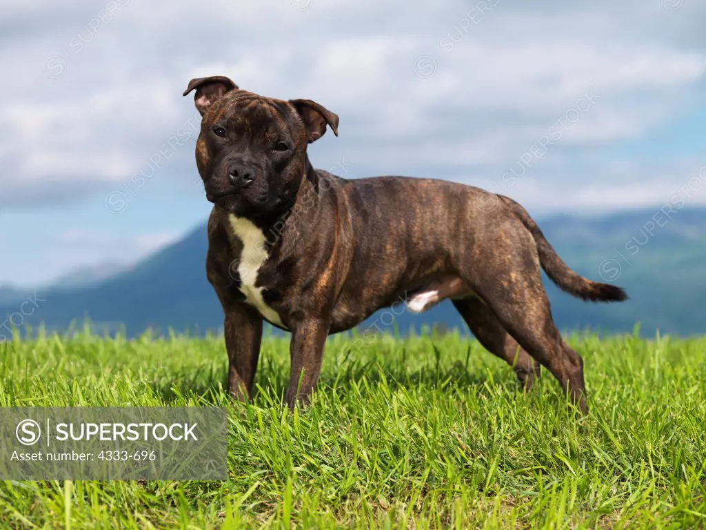 Staffordshire Bull Terrier, AKC, 9-month-old 'Sully' photographed in Palmer, Alaska and owned by Deb Brown of  Eagle River, Alaska.