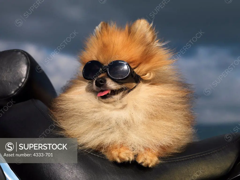 Pomeranian, AKC, 5-year-old 'Switch' photographed riding motorcycle in Palmer, Alaska and owned by Terry and Kim Hollibauch of Wasilla, Alaska.