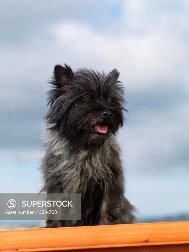 Cairn Terrier, AKC, 5-year-old 'Nanana' photographed in Palmer, Alaska and owned by Kim Hollibaugh of Wasilla, Alaska.