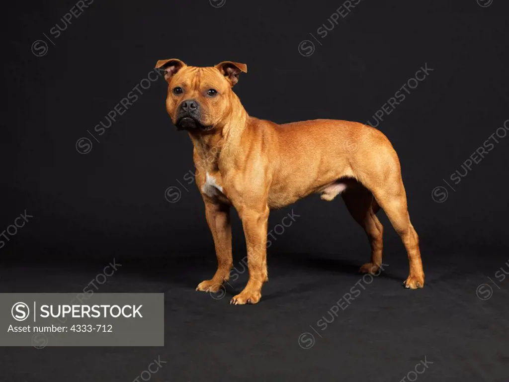 Staffordshire Bull Terrier, AKC, 2-year-old 'Jackson' photographed at Randi's Studio and owned by Jamie Quinn of Wasilla, Alaska.