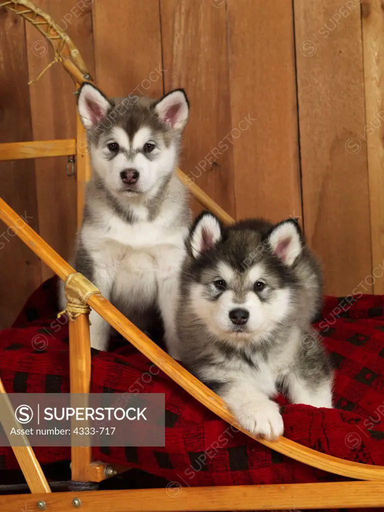 Alaskan Malamutes, AKC, 7-week-old puppies photographed at Randi's Studio and owned by Gidget Hagar of Fairbanks, Alaska.