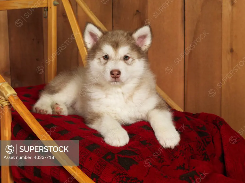 Alaskan Malamute, AKC, 7-week-old puppy photographed at Randi's Studio and owned by Gidget Hagar of Fairbanks, Alaska.