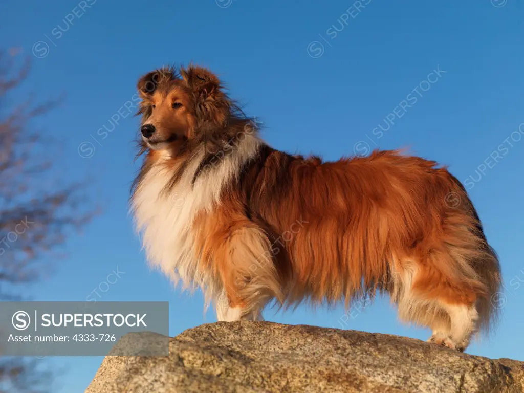 Shetland Sheepdog, AKC, 5 1/2-year-old 'Teddy' photographed in Palmer, Alaska and owned by Bill Wood of Eagle River, Alaska.