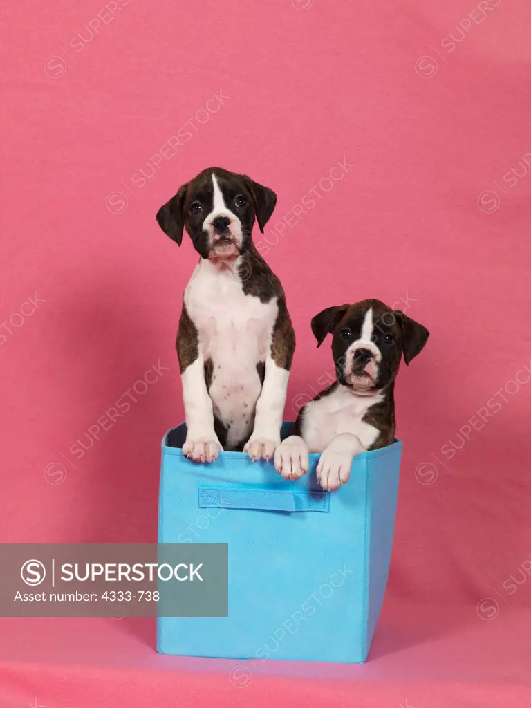 Boxers, AKC, 9-week-old puppies photographed in Randi's Studio and owned by Jean and Roger Hale of Palmer, Alaska.