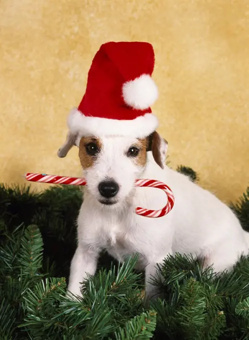 Jack Russell Terrier. 1 1/2-year-old 'Trek' photographed at Randi's studio and owned by Tim Gossett of Wasilla, Alaska.