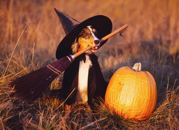 Australian Shepherd, AKC, 4-year-old 'Mattie' performing as a Halloween witch and owned by Fred and Randi Hirschmann of Wasilla, Alaska.