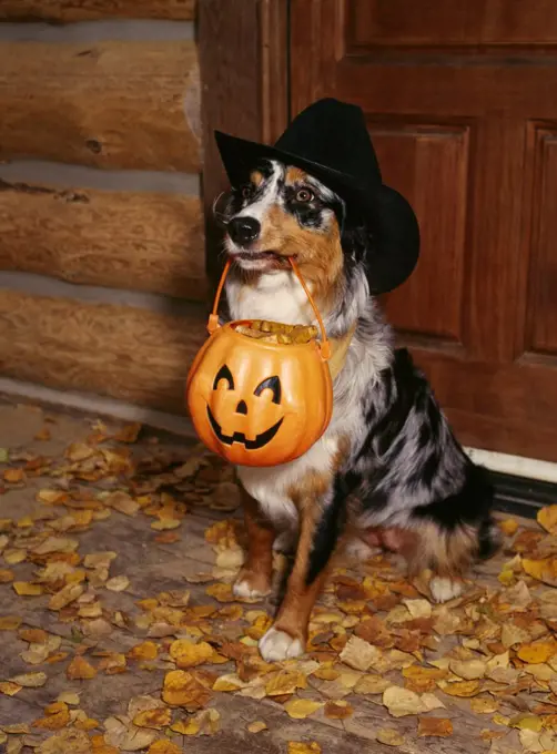 Australian Shepherd, AKC, 'Mattie' dressed up as a cowgirl trick-or-treating for a dog biscuits.