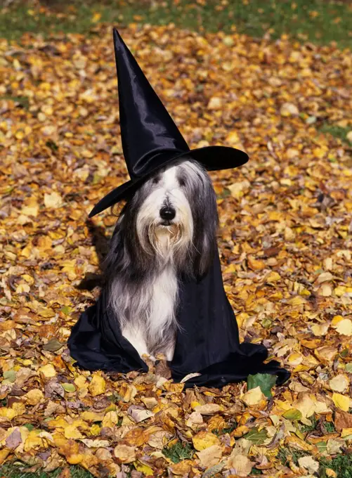 Bearded Collie, AKC, 'Yogi' dressed up as a witch for Halloween and owned by Dirce Spurrier.