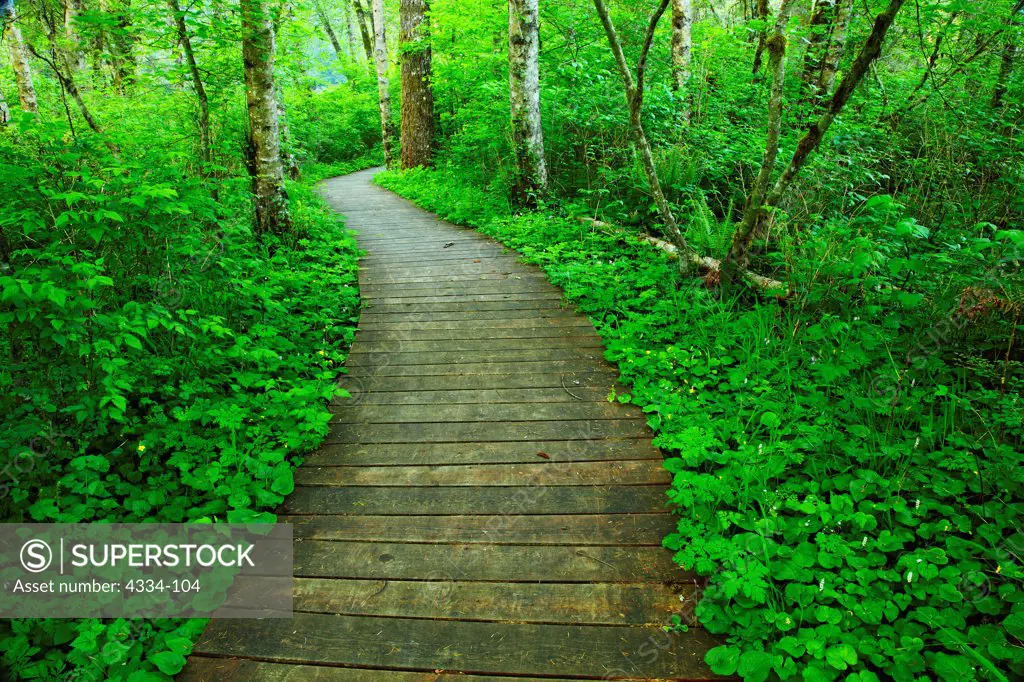 A forest boardwalk trail, Silver Falls State Park, Oregon.