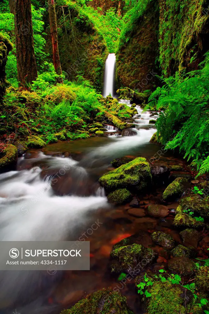 USA, Oregon, Columbia River Gorge National Scenic Area, Ruckel Creek
