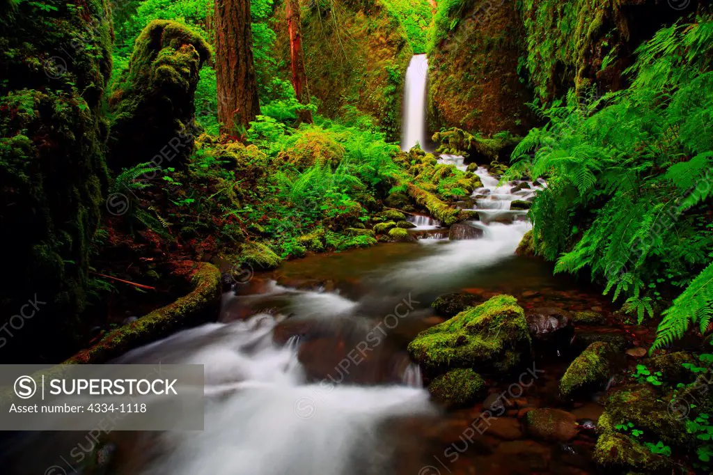 USA, Oregon, Columbia River Gorge National Scenic Area, Ruckel Creek