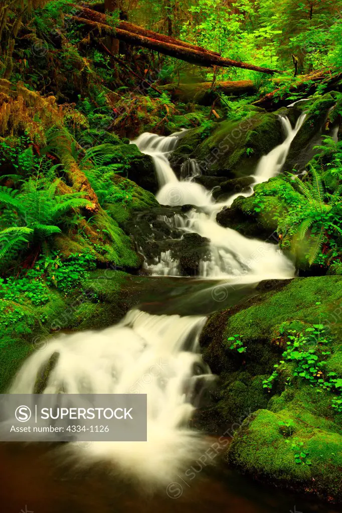 USA, Washington, Olympic National Park, The Quinault Rainforest, Scenic waterfall