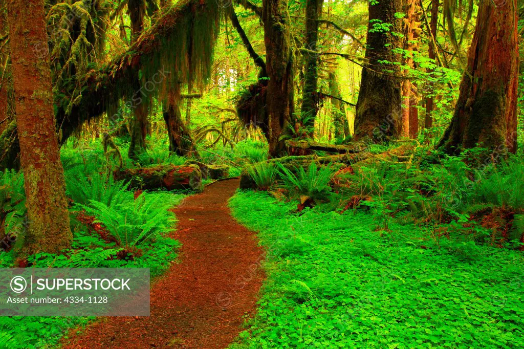 USA, Washington, Olympic National Park, The Quinault Rainforest, Maple Glade Trail
