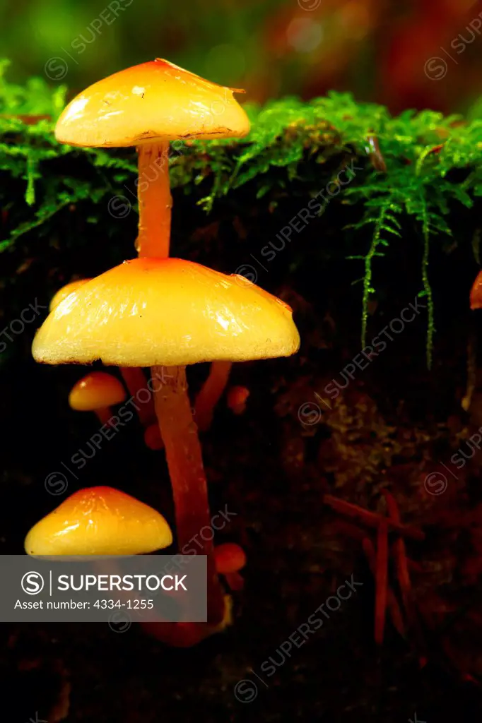 USA, Washington, Deception Pass State Park, Mushrooms growing on forest bed