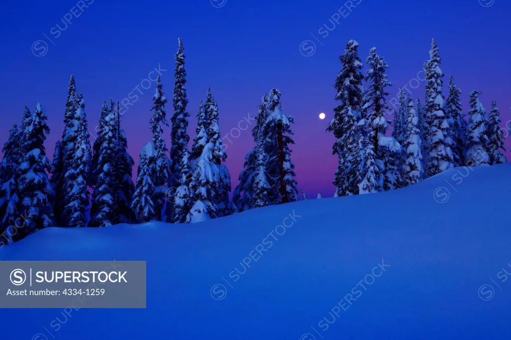 USA, Washington, Mt Rainier National Park, Sun rising over snow covered trees