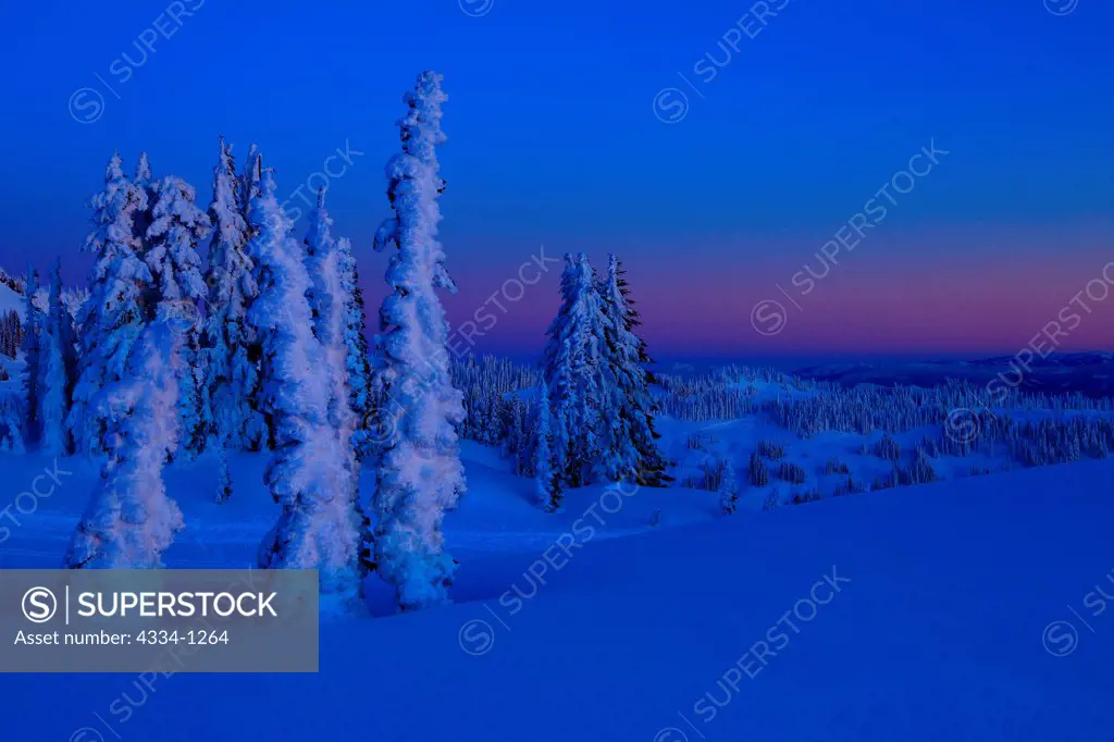 USA, Washington, Mt Rainier National Park, Snow covered trees in alpenglow
