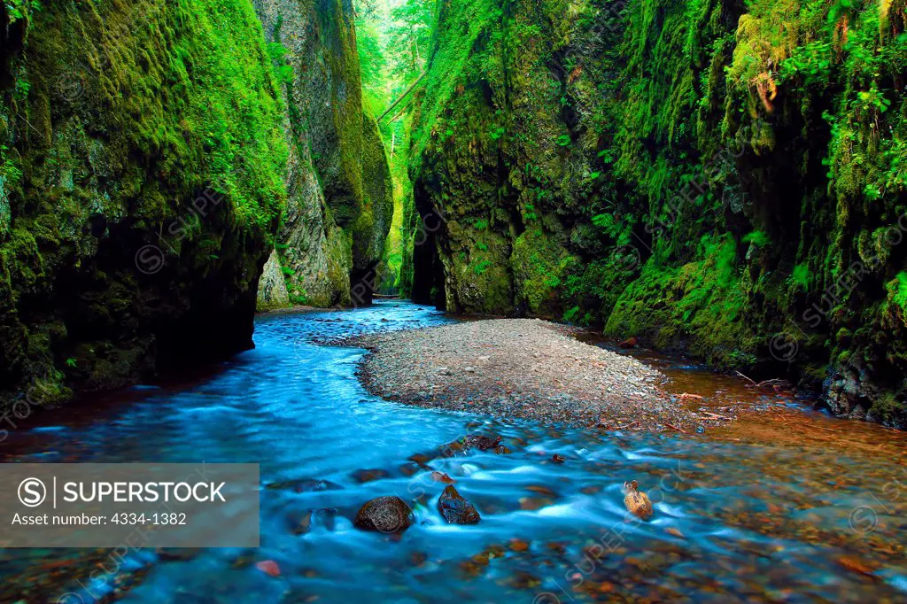 Creek flowing through a forest, Oneonta Creek, Oneonta Gorge, Columbia River Gorge National Scenic Area, Oregon, USA
