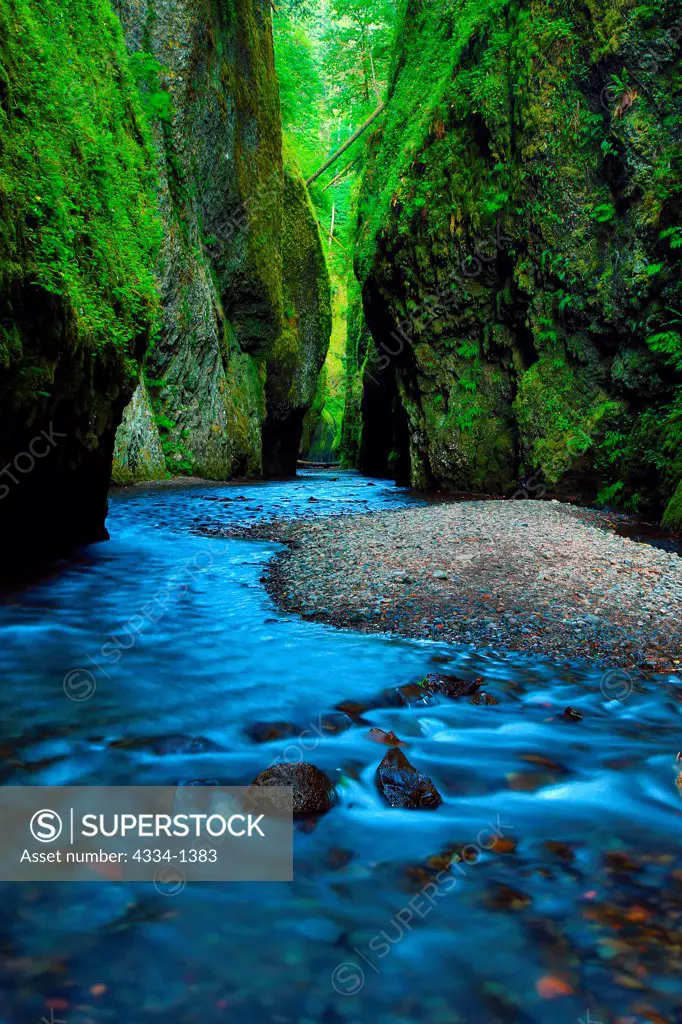 Creek flowing through a forest, Oneonta Creek, Oneonta Gorge, Columbia River Gorge National Scenic Area, Oregon, USA